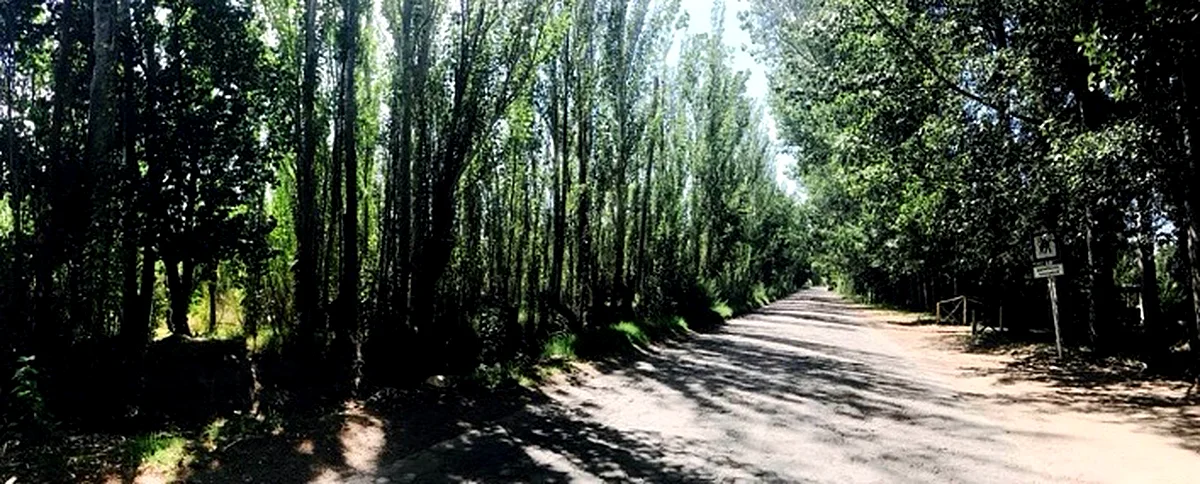 Poplar-lined rural road in Rama Caída, San Rafael